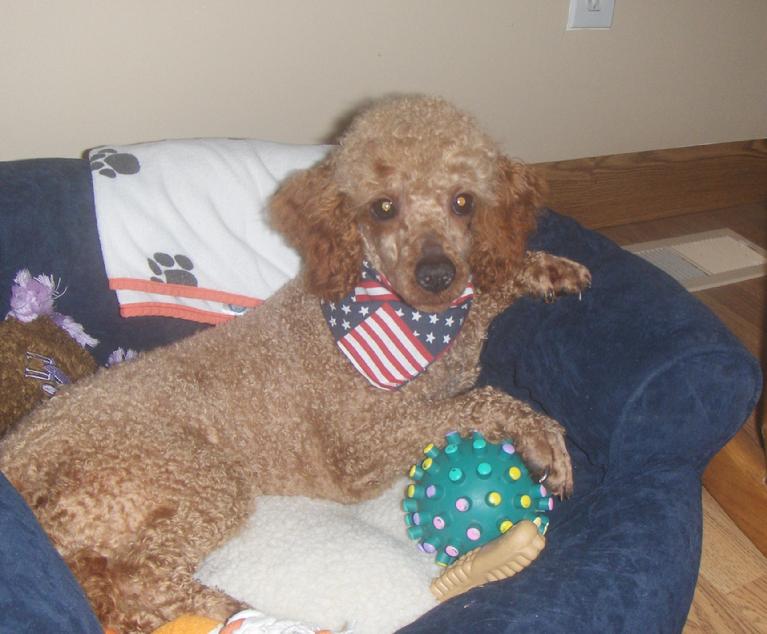 cavapoo-puppies-in-rochester